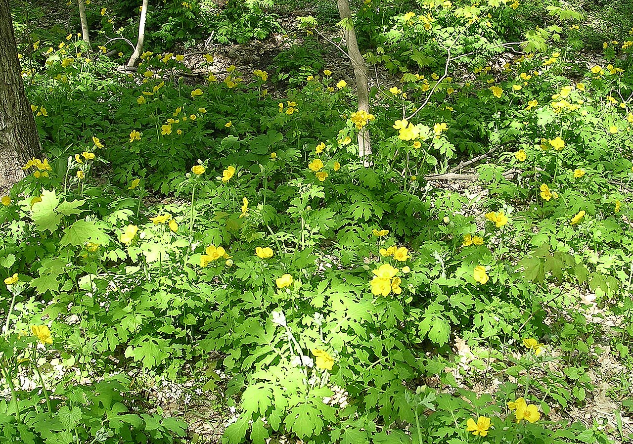 12 yellow wood poppy rhizoms,Stylophorum diphyllum