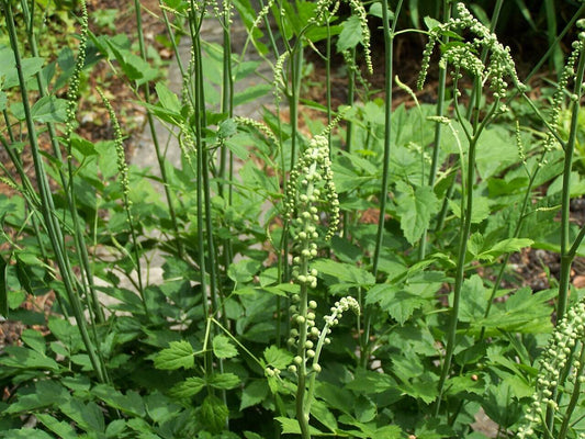 12 black cohosh rhizoms,Actaea racemosa