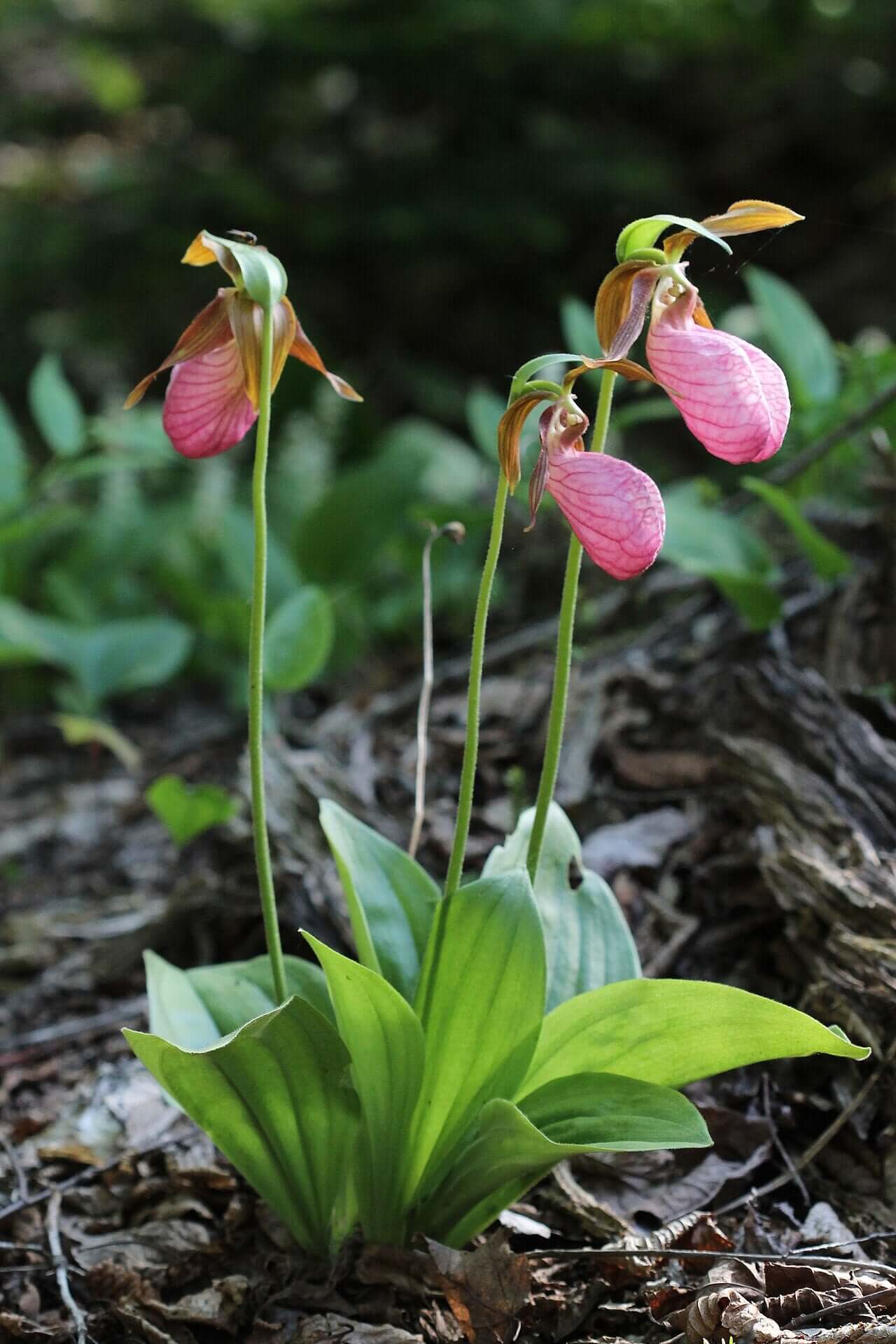 12 pink lady slipper rhizoms,Cypripedium acaule – Todd's native