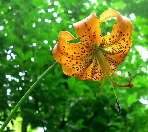 Turk's Cap Lily,Lilium superbum