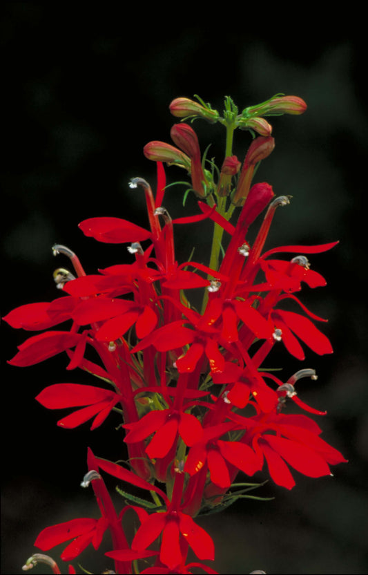 A close-up of red cardinal flower