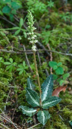 rattlesnake orchid,Goodyera oblongifolia