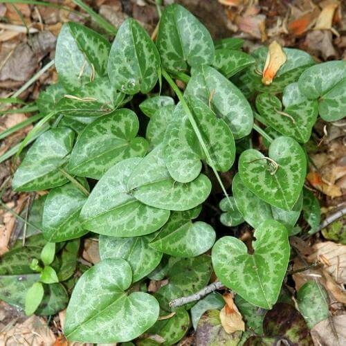 Wild Heartleaf ginger, Hexastylis arifolia
