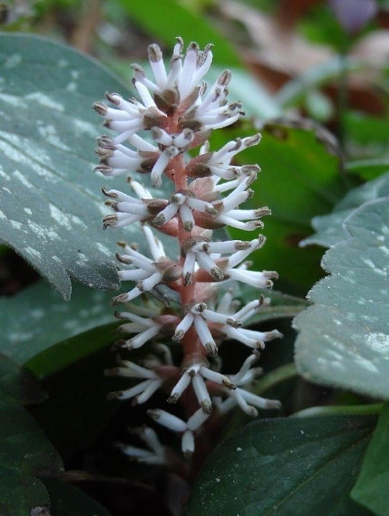 Allegheny Spurge, Pachysandra procumbens