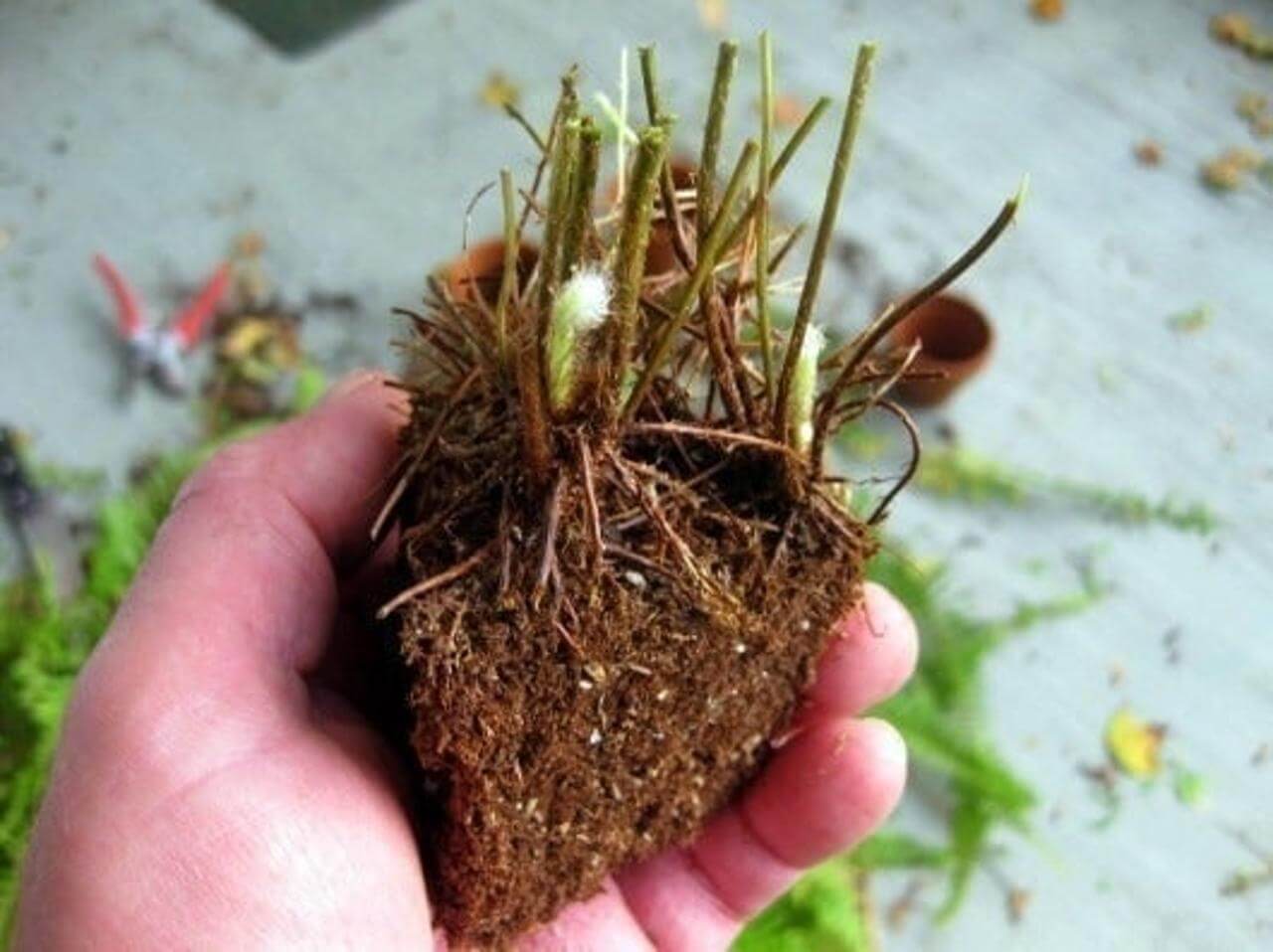 A close-up of a Christmas fern bulb