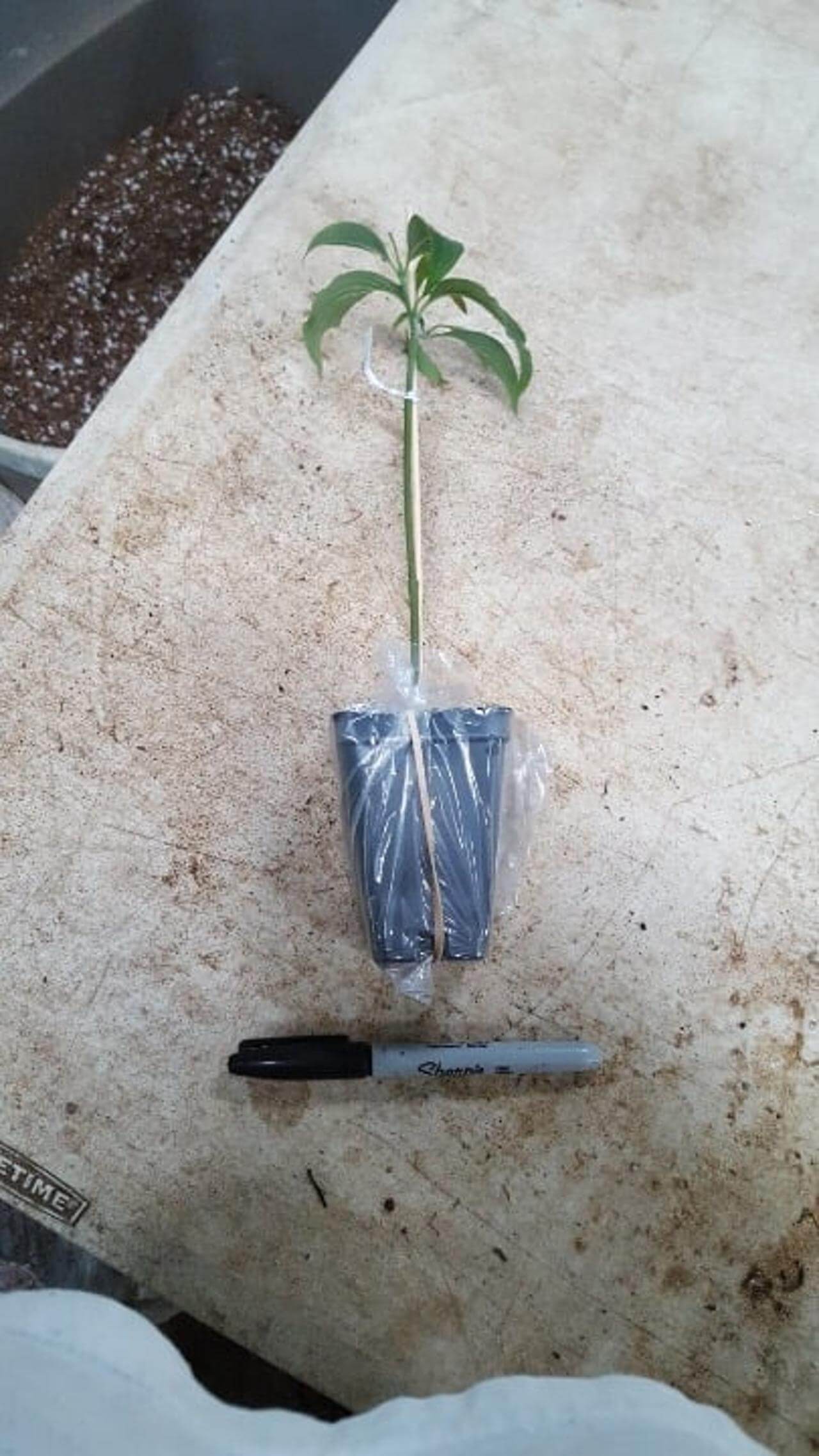 Pink flowering dogwood ,Cornus florida