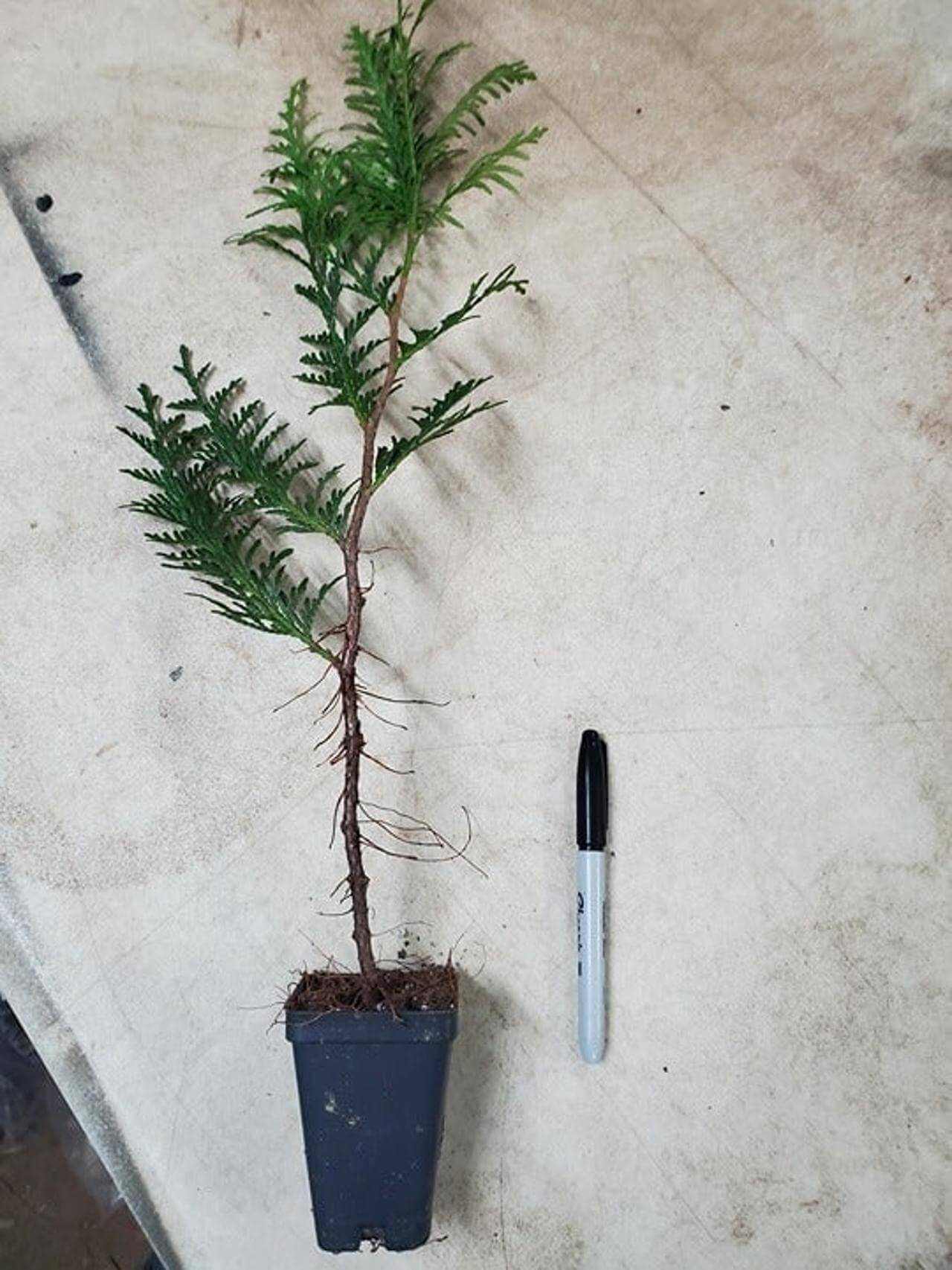 Green giant thuga in 2.5" pot