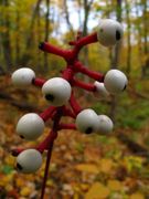 12 dolls eye rhizoms,White baneberry (Actaea pachypoda