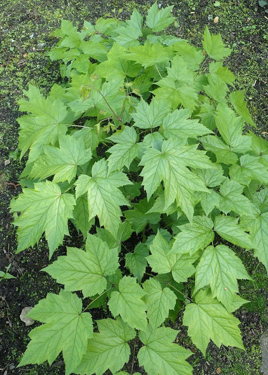 12 black cohosh rhizoms,Actaea racemosa