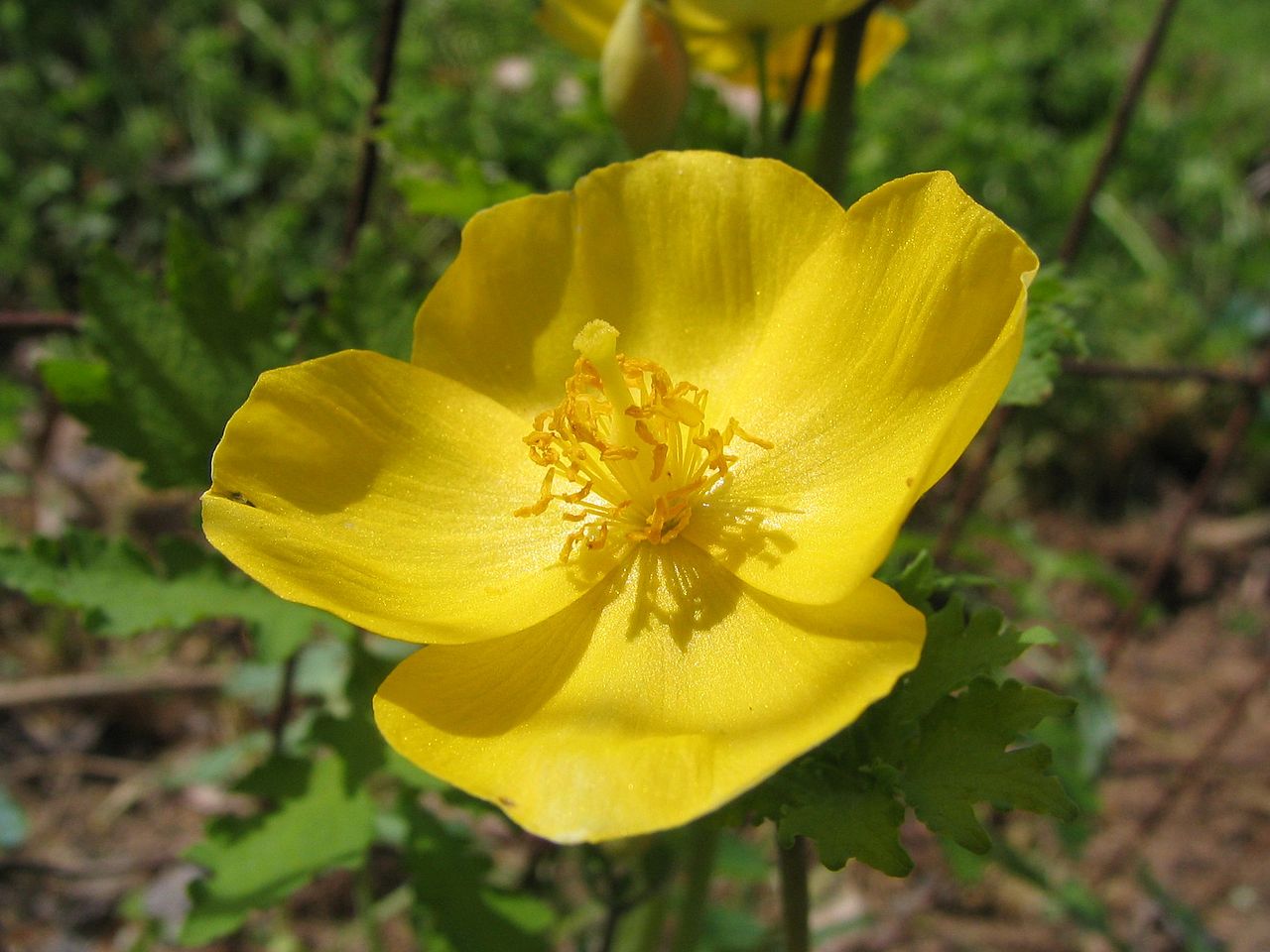 12 yellow wood poppy rhizoms,Stylophorum diphyllum