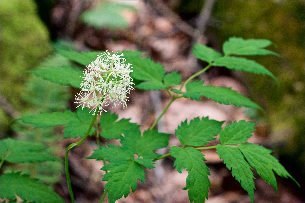 12 dolls eye rhizoms,White baneberry (Actaea pachypoda