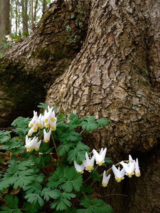 Dutchman's Breeches,Dicentra cucullaria