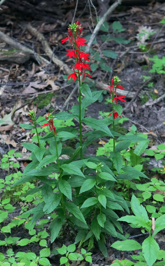 A close-up of red cardinal flower, Lobelia cardinalis