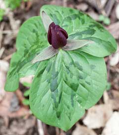 Trillium flower with green leaves on a natural background