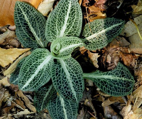 A close-up of a rattlesnake orcid plant