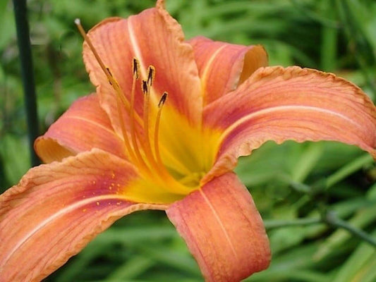 Close up of vibrant orange wild daylily flower