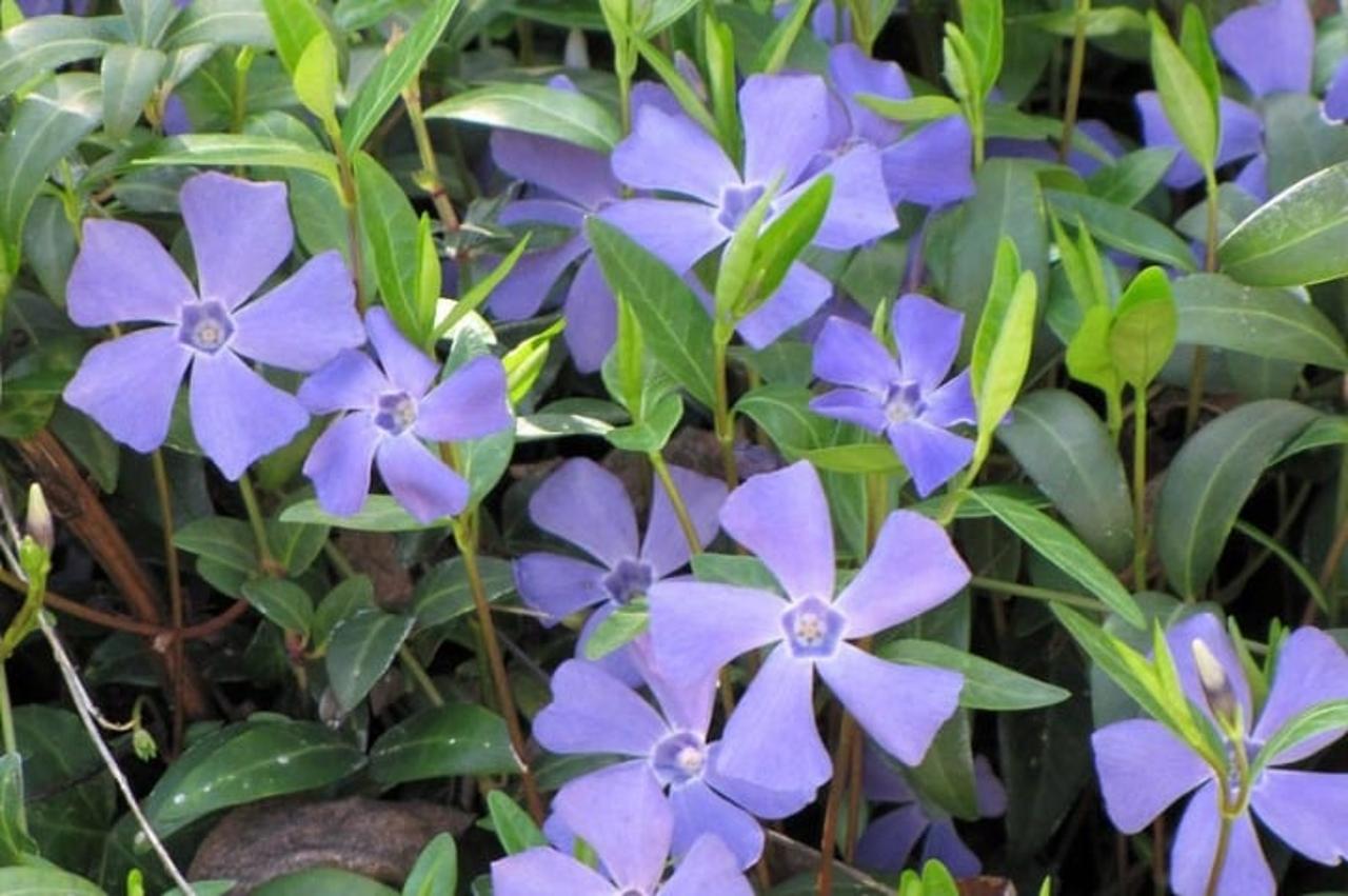 1100 Vinca minor bare root plants, periwinkle