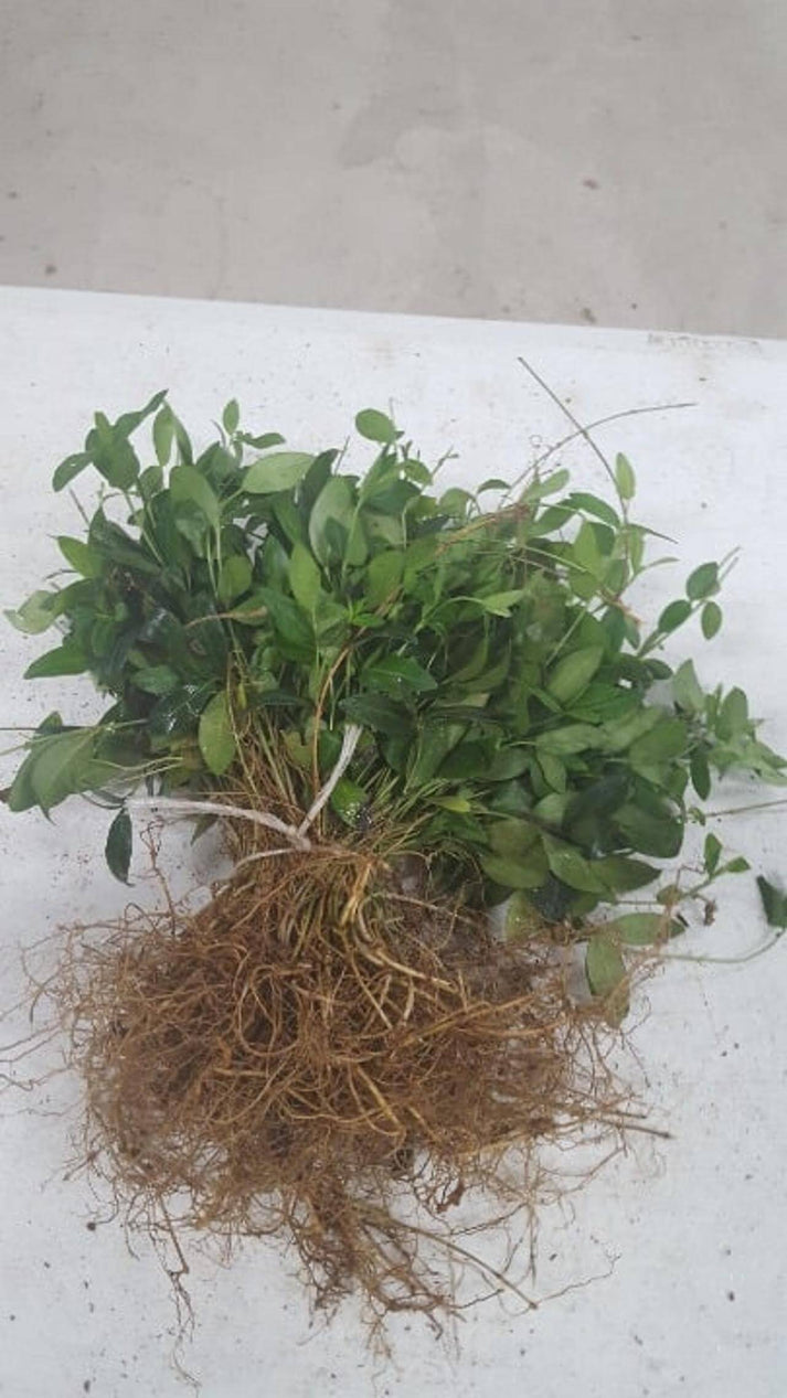 1100 Vinca minor bare root plants, periwinkle – Todd's native nursery