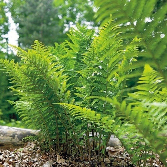 lady fern,Athyrium filix-femina