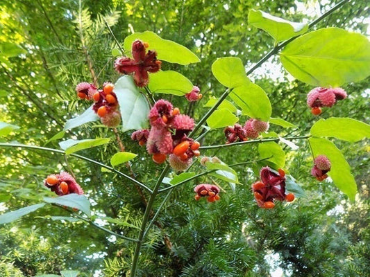 Indian arrowwood,strawberry bush