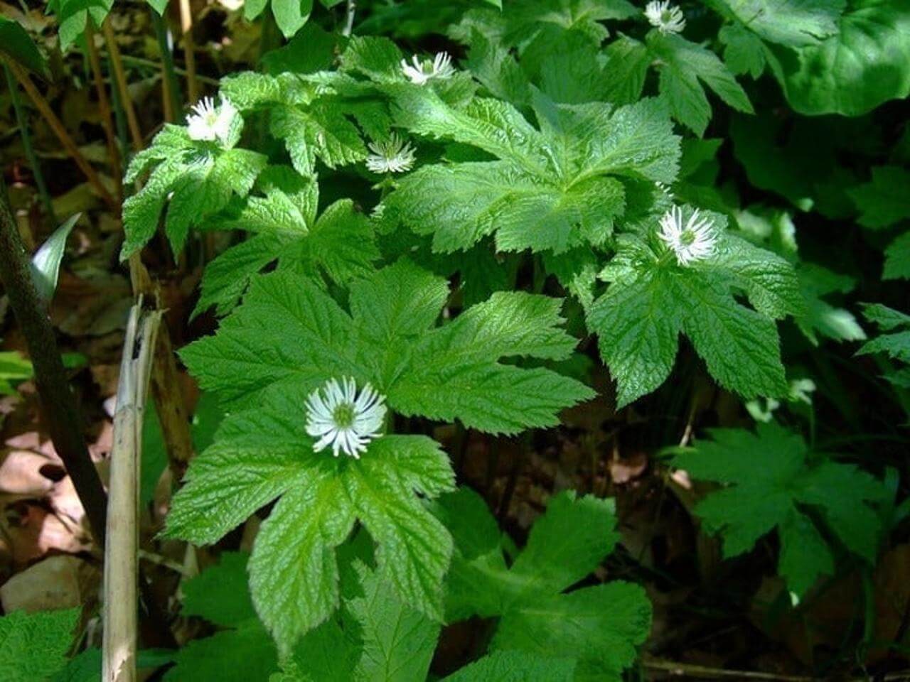goldenseal,Hydrastis canadensis
