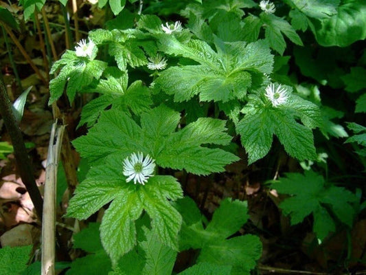 goldenseal,Hydrastis canadensis
