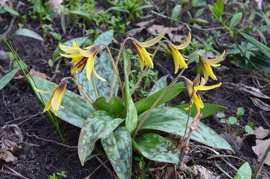 trout lily,Erythronium americanum
