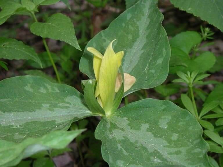 yellow trillium,Trillium luteum