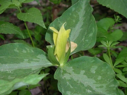 yellow trillium,Trillium luteum