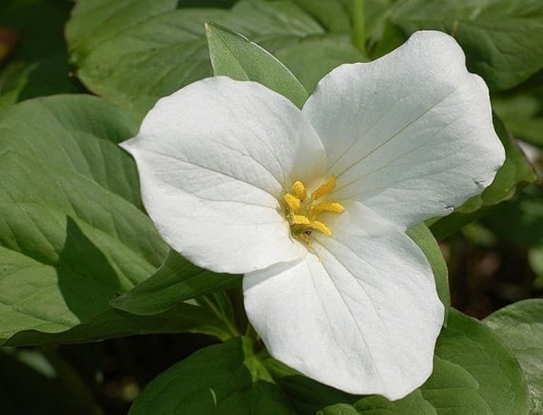 white trillium,Trillium grandiflorum