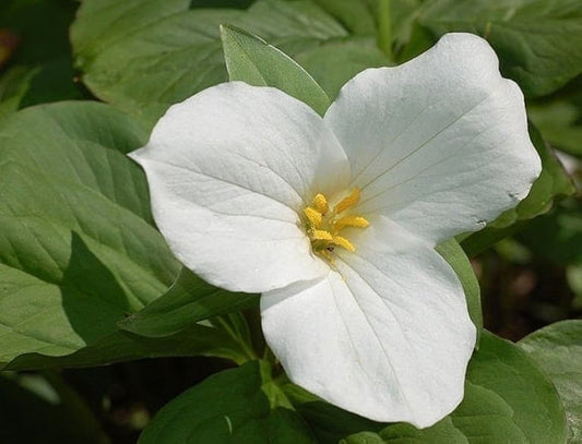 white trillium,Trillium grandiflorum