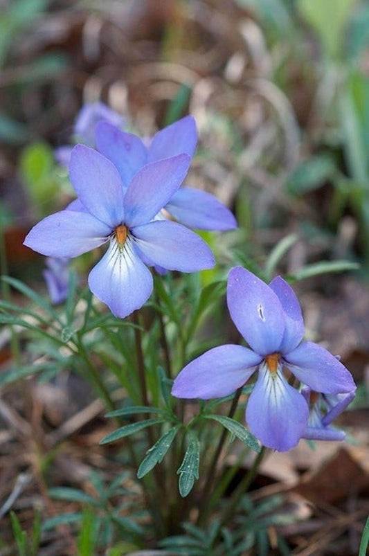 A close-up of birds foot violet,Viola pedata