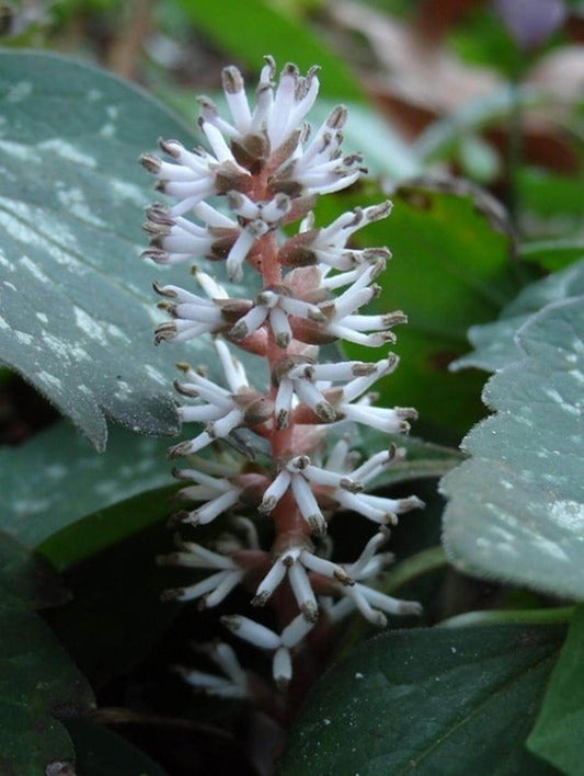 Allegheny Spurge, Pachysandra procumbens