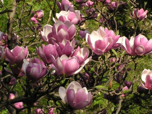 Spring-blooming magnolia soulangean
