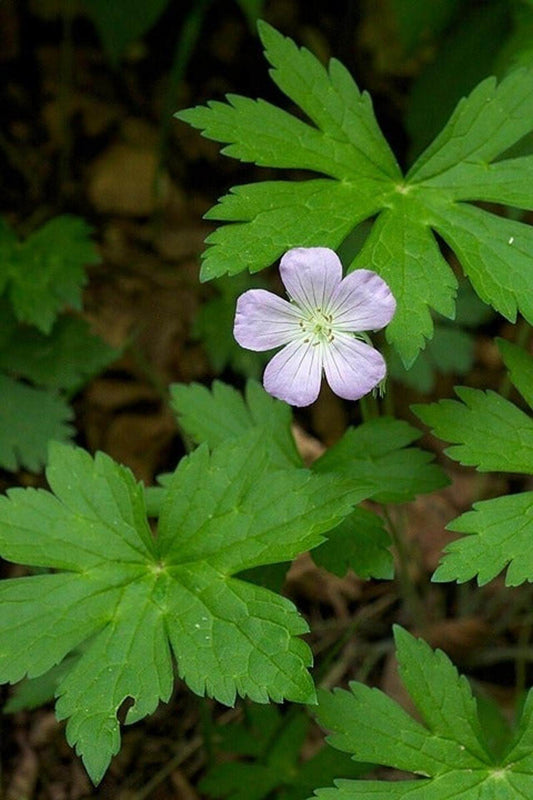  Wild geranium,Geranium maculatum