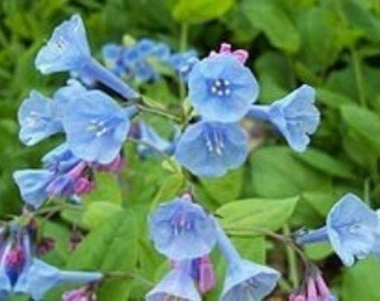 virginia bluebells,Mertensia virginica