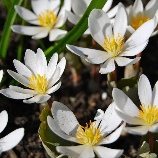 bloodroot,Sanguinaria canadensis