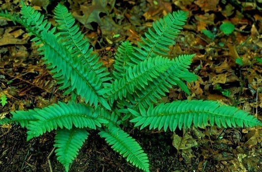 A close-up of a Christmas fern plant