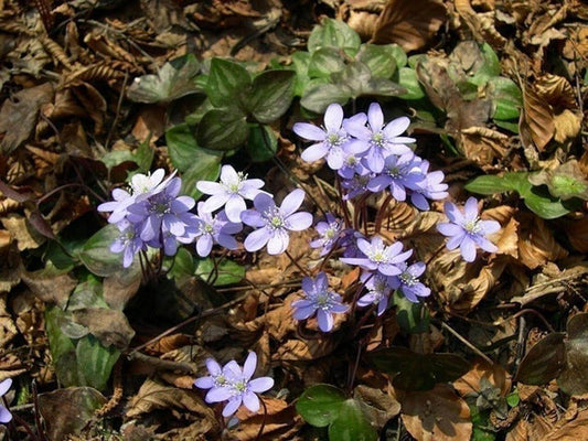 sharp lobed hepatica,Anemone acutilobat