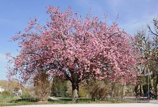 kwanzan cherry,Prunus Kanzan