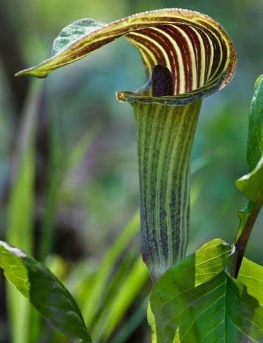 Jack In The Pulpit, Arisaema triphyllum