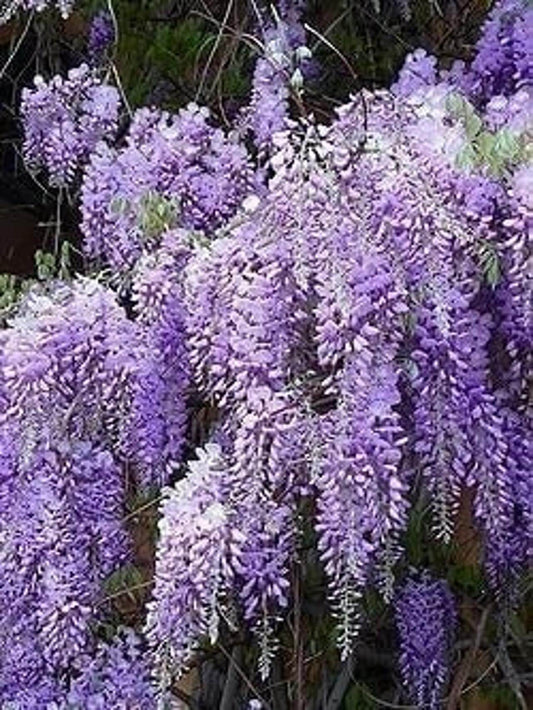 1 Blue wisteria plant,floribunda