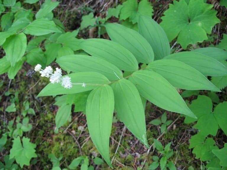 A close-up of King Solomon seal plant 
