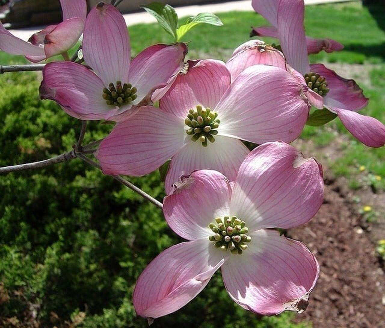 Pink flowering dogwood ,Cornus florida