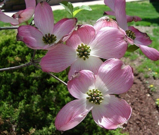 Pink flowering dogwood ,Cornus florida