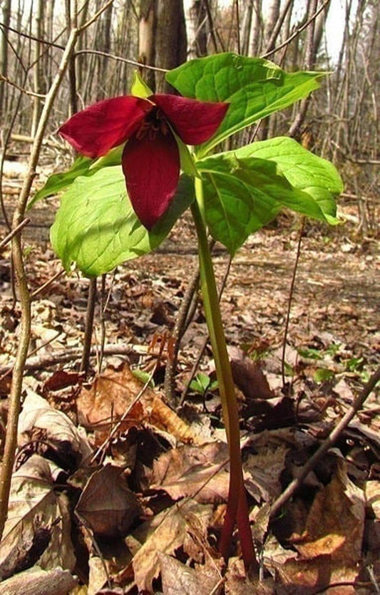 purple trillium, Trillium erectum&nbsp;