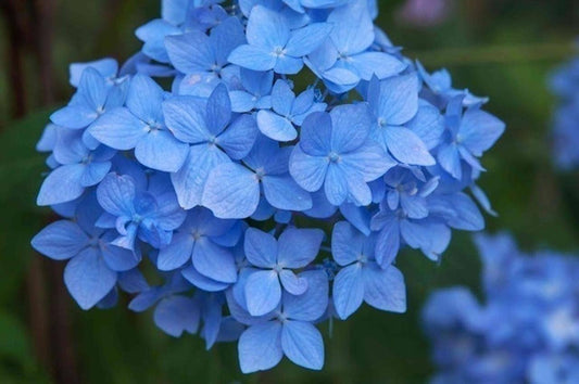 nikko blue hydrangea