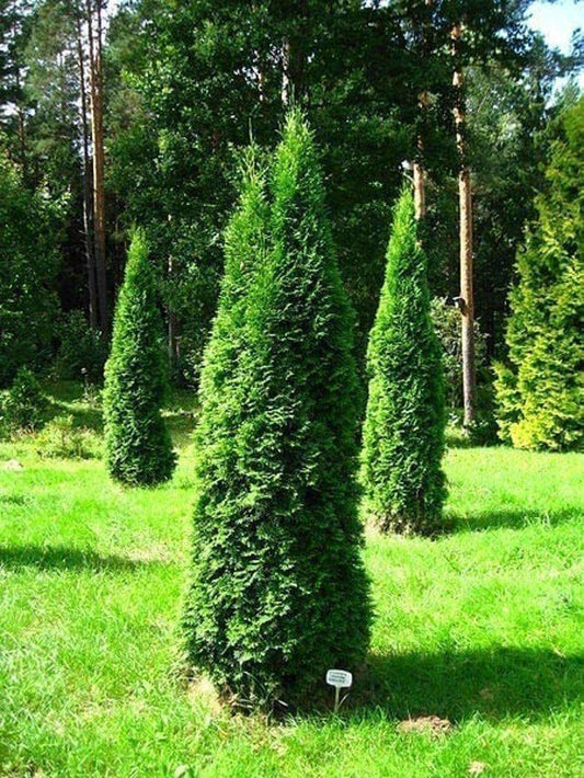 green giant,thuja with dense rich green foilage